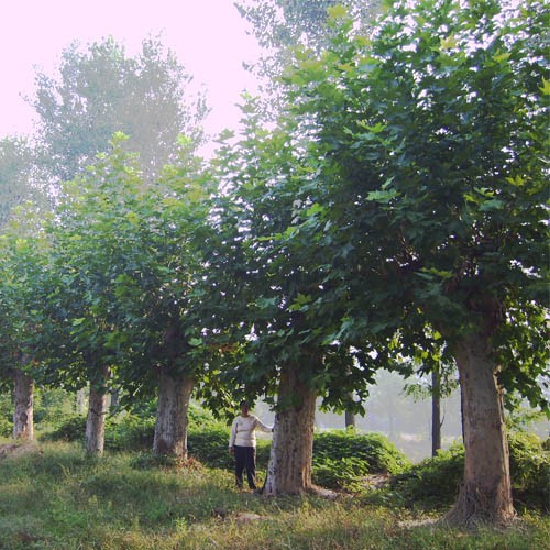 河南<em>花木</em>的全部<em>照片</em>-ZOL<em>相册</em>