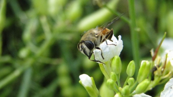 蜜蜂会认什么颜色 Cg-4WFFT3v6IHDNcAAVi-9is-0kAAG-eAMjz6kABWMT748.jpg