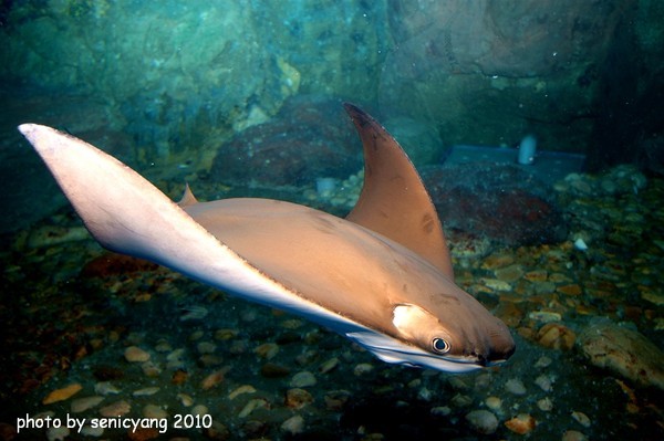 为什么叫老虎滩海洋公园 Cg-4WVCi7USIfqcQAATfJy7BQ6AAABySgOTBrQABN8_858.jpg